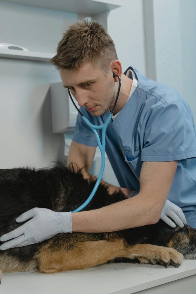 A vet in blue scrubs performs a checkup on a dog using a stethoscope.