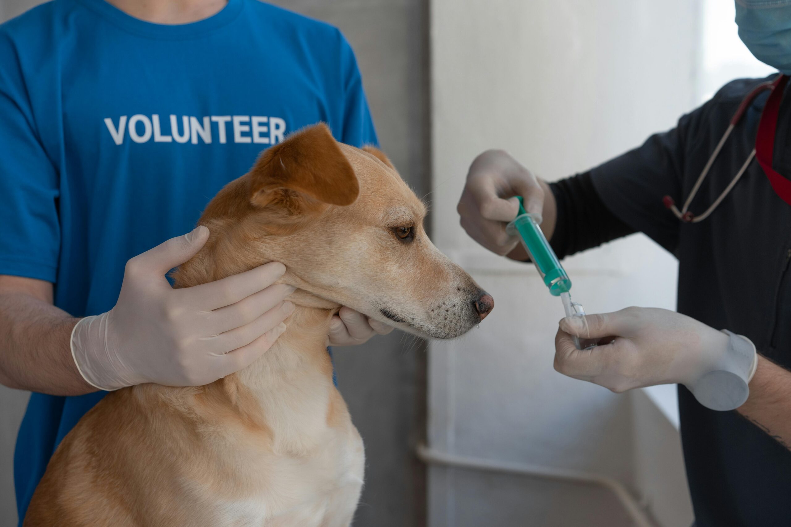 A veterinarian prepares to vaccinate a dog, assisted by a volunteer in a clinic setting.